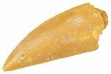 Serrated Raptor Tooth - Real Dinosaur Tooth #364712-1